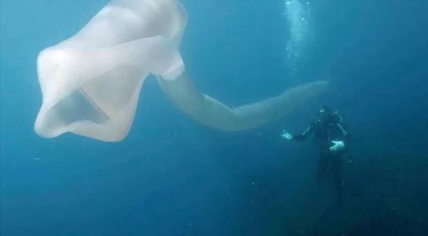 Large 8m Wormlike Sea Creature Stuns New Zealand Divers Nz