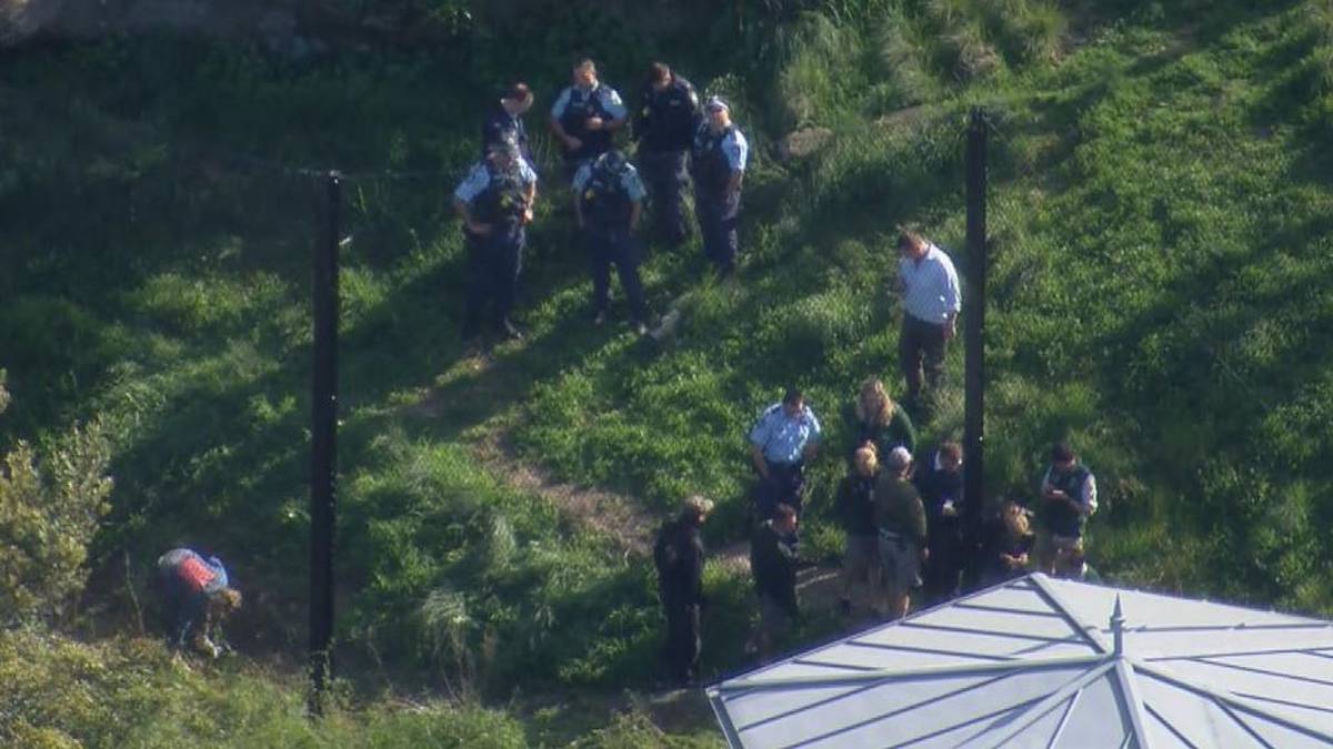 Five lions escape enclosure at Sydney zoo, Code 1 issued as cops called