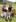 Girl, a pitbull, with her family, from left, Kaydeeann Pukeroa with baby Kaydeeann Peihopa, 5 months, John-William Wilson, 5, and Ketohi Wilson. Photo / Peter de Graaf