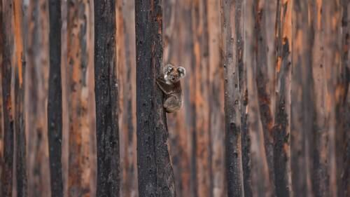 The Fight To Stay Alive On Kangaroo Island Nz Herald