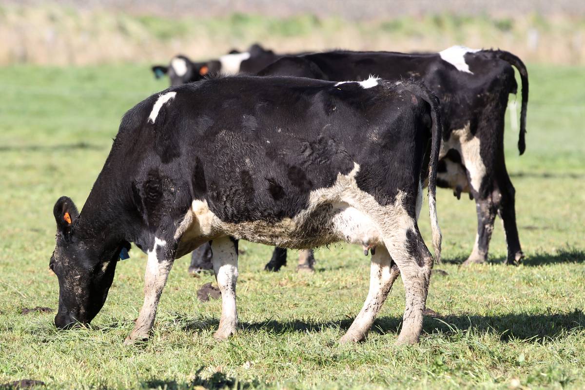 Mycoplasma Bovis Disease May Mean Culling Cattle Herd Nz Herald