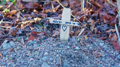 Why You Shouldn T Bury Your Pet In The Backyard Nz Herald