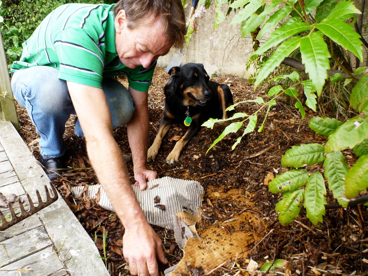 Gardening Wise Up On Weeds Nz Herald