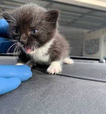 Napier Kitten Gets Police Escort After Rescue From Bottom Of Steep Cliff Nz Herald
