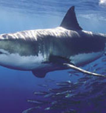 Shark Victim S Mum Hopes For Speedy Recovery Nz Herald