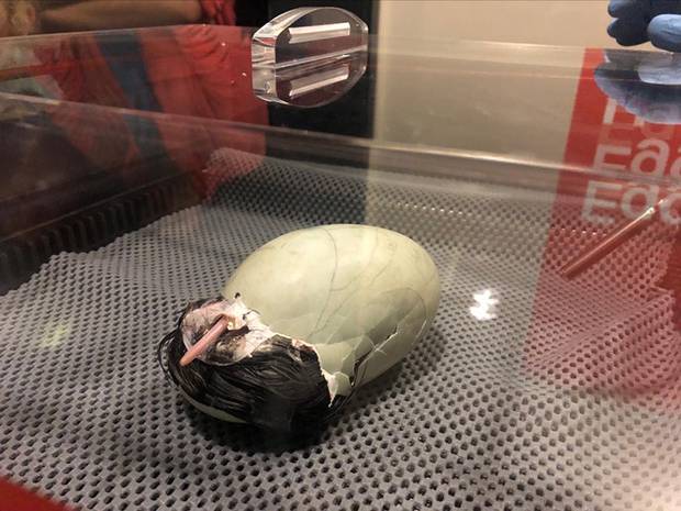 The National Kiwi Hatchery Aotearoa has welcomed its 2020th kiwi chick. Photo / Supplied