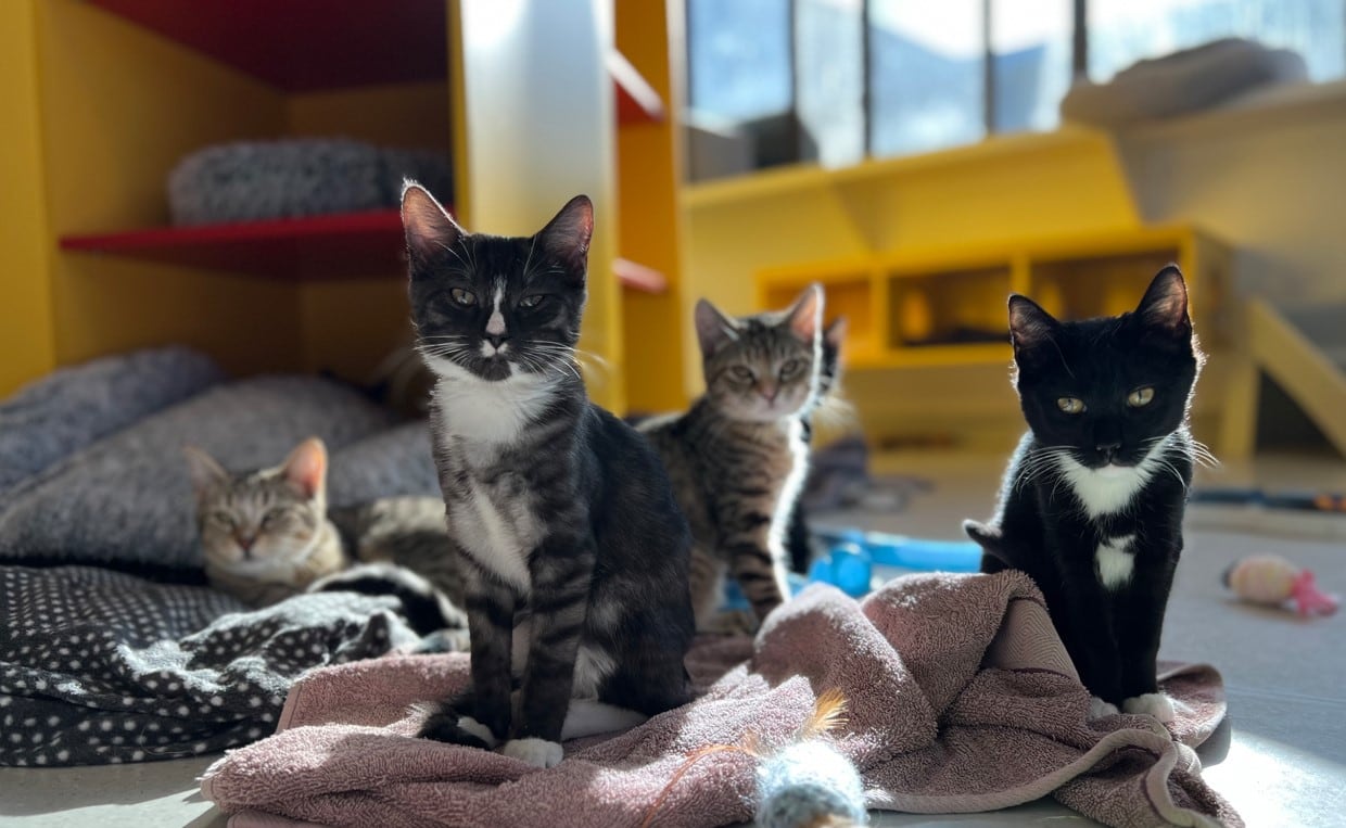 SPCA organiza noche de adopción especial para más de 40 felinos que necesitan nuevos hogares