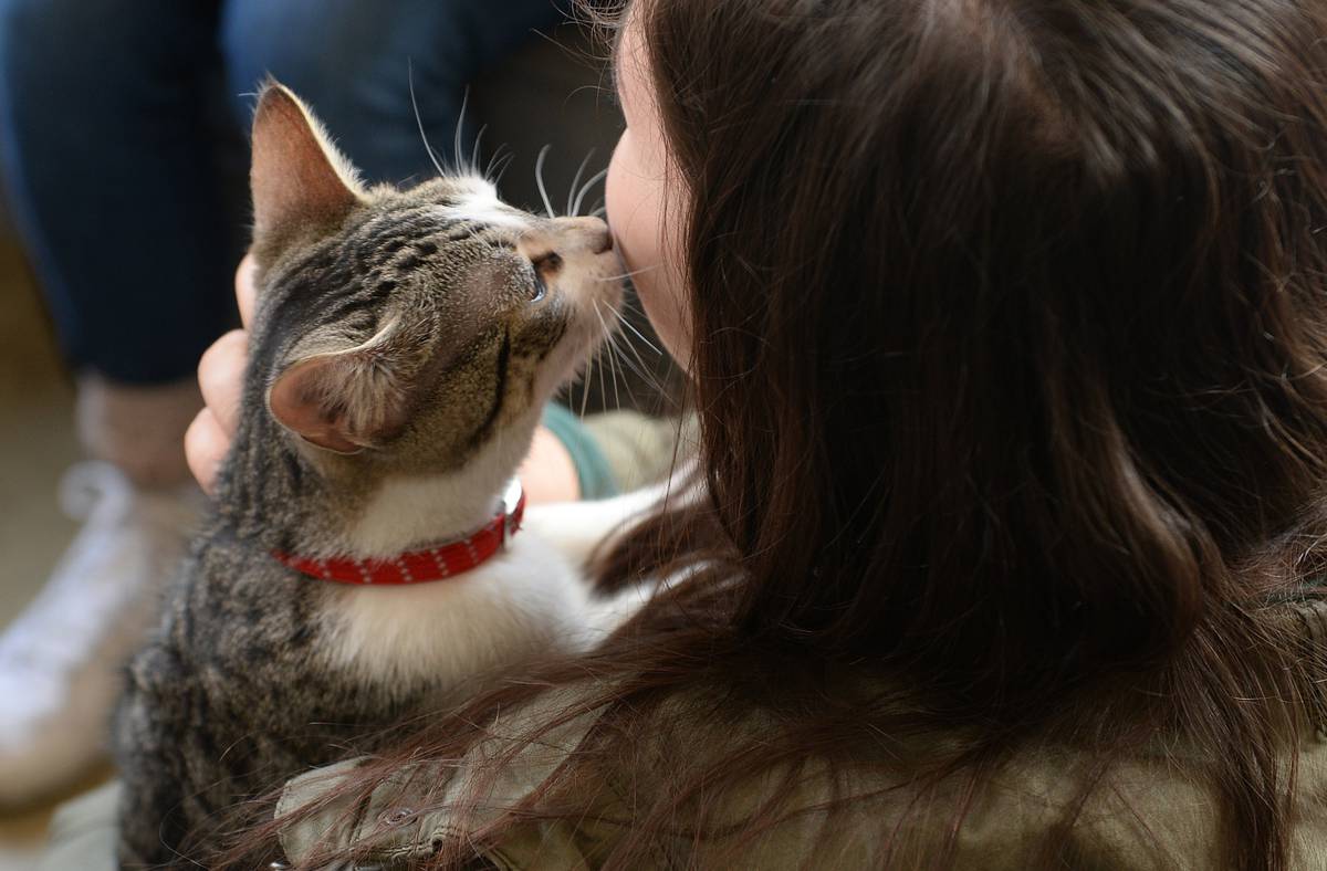What Bugs Can You Catch From Your Pets Nz Herald