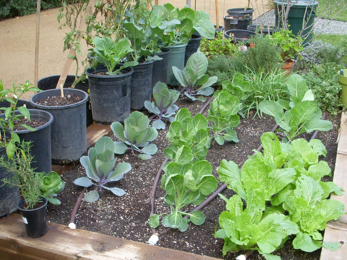 Gareth Carter Want Winter Veges Don T Delay Plant Now Nz Herald