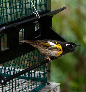 Improved Hihi Feeders Installed At Whanganui S Bushy Park Funded