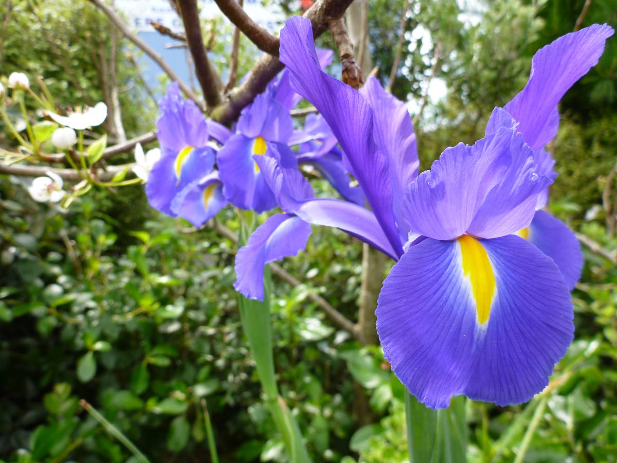 Gardening Iris That Versatile Beauty Nz Herald