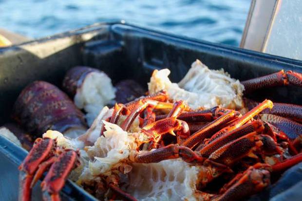Days on Dusky Sound with Pure Salt involve conservation, relaxation, and freshly-caught crayfish. Photo / Jane Jeffries