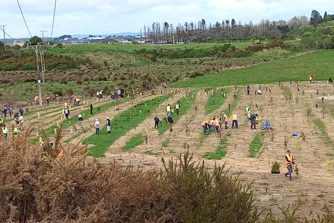 An estimated 145 people turned out to help plant 4500 plants in Kōpūrererua Valley on September 29. Photo: Supplied.