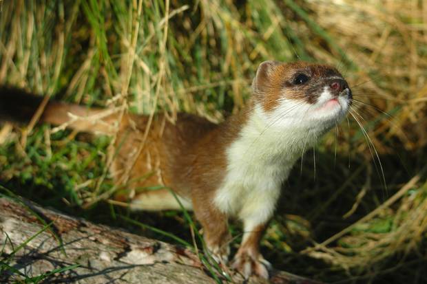 Stoats were brought here from in the 1880s, in a colossally ill-considered attempt to control rabbits, and quickly set about laying waste to our wealth of native birdlife. Photo / File