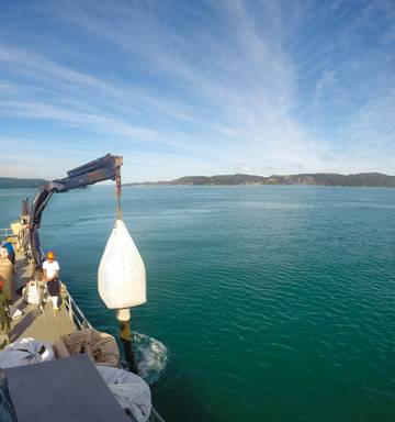 Mussel Magic Carpet For Hauraki Gulf Nz Herald