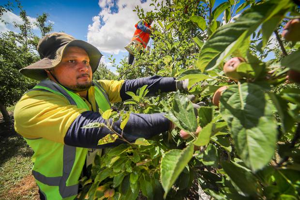 RSE workers like Samoan orchard team leader, Junior Ami are needed to get the fruit off the trees this season according to industry leaders. Photo / Warren Buckland