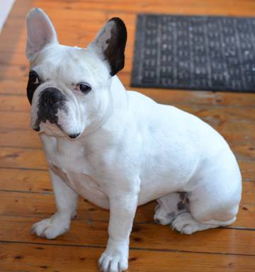 Qantas Delves Into Death Of Dog On Delayed Tasman Flight Nz Herald