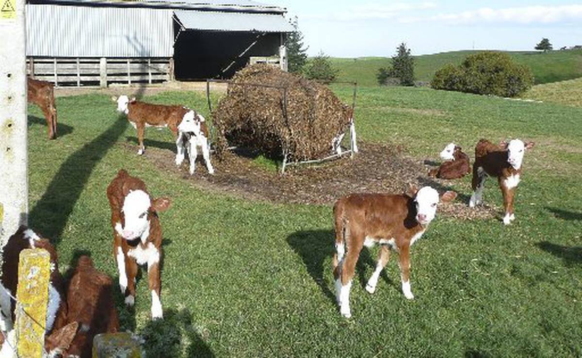 Caring For Newborn Calves Vital For Health Nz Herald