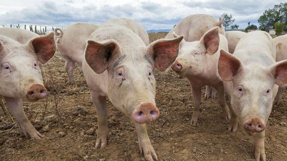 Photo of Afrikanische Schweinegrippe in Deutschland weckt Ansteckungsängste bei neuseeländischen Herden