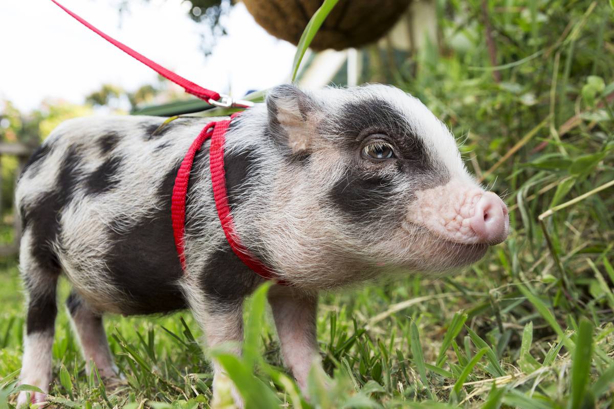 Five reasons pigs make great pets - NZ Herald