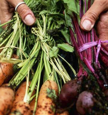 Plan Now For Your Winter Veges Nz Herald