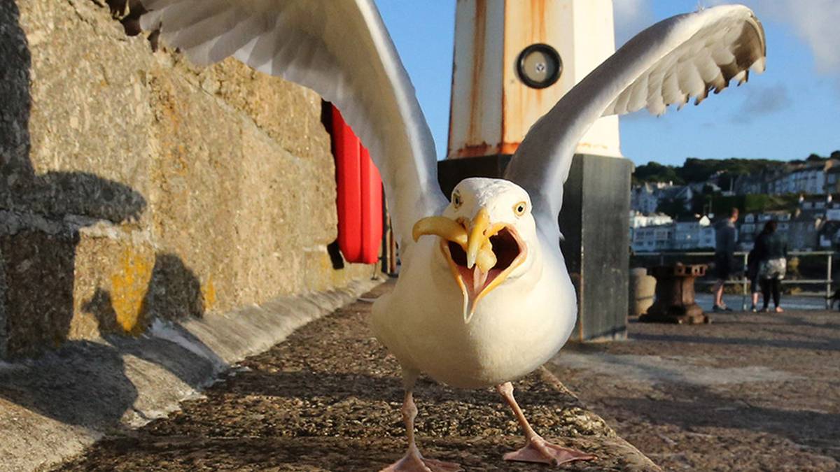woman-bites-off-mans-tongue-during-fight-seagull-swoops-down-and-eats-it
