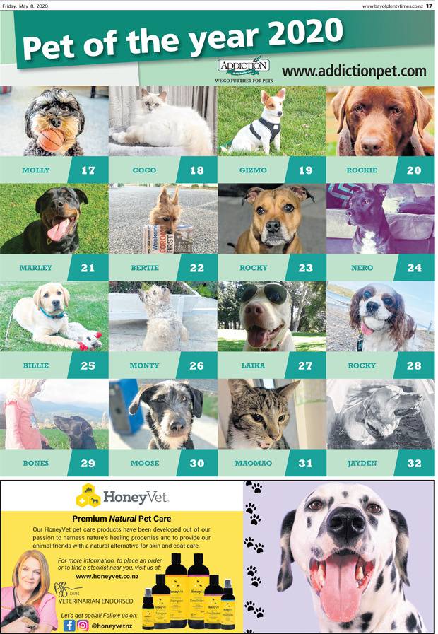 Vote For The Bay Of Plenty Pet Of The Year 2020 Nz Herald