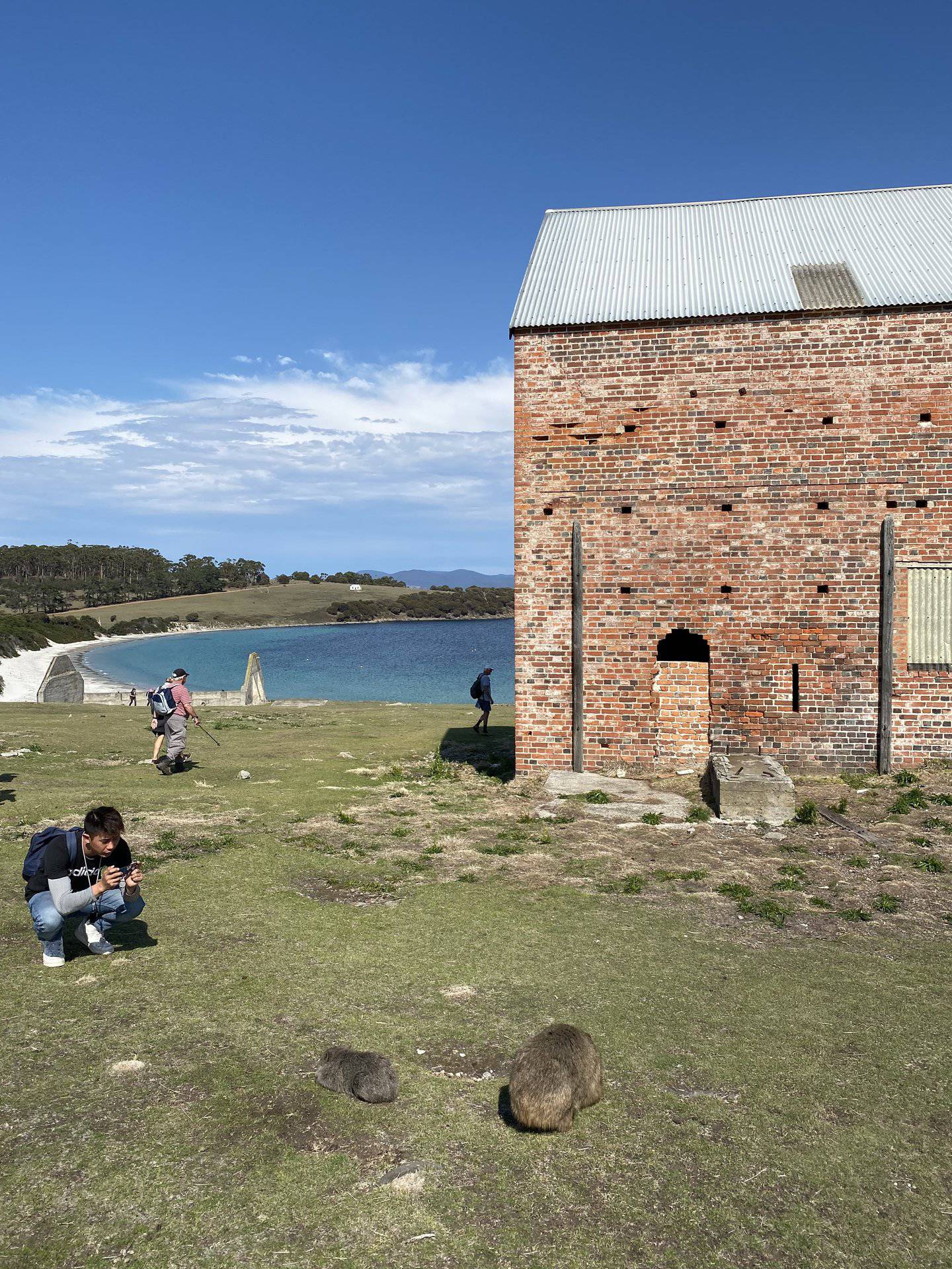 Photographing wombats at Maria Island. Photo / Tiana Templeman, Supplied