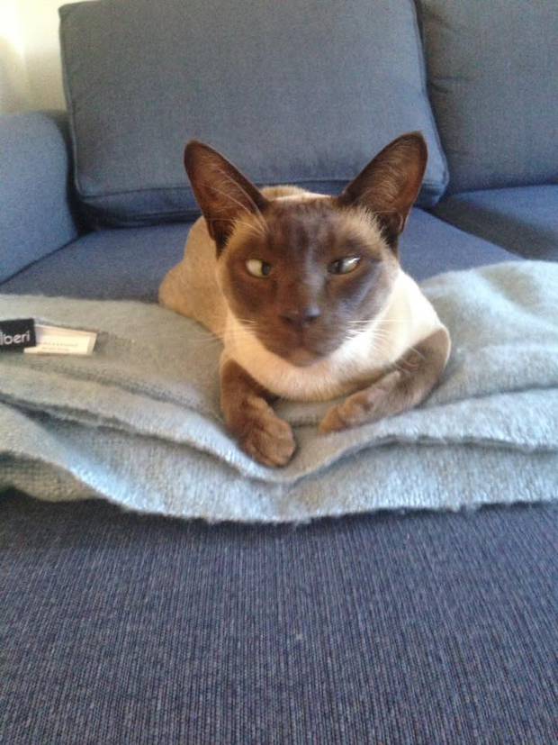 Serial Cat Burglar Can T Stop Stealing Neighbour S Socks Nz Herald