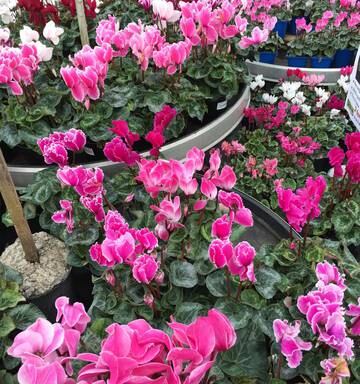 Cyclamen To Brighten Up Winter Nz Herald