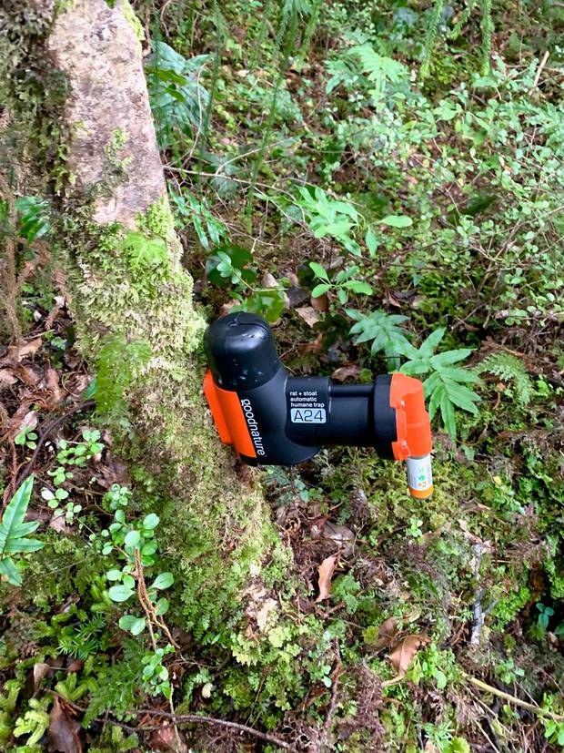 A 'Good nature A 24' rodent trap placed on Indian Island in Fiordland's Dusky Sound. Photo / Jane Jeffries 