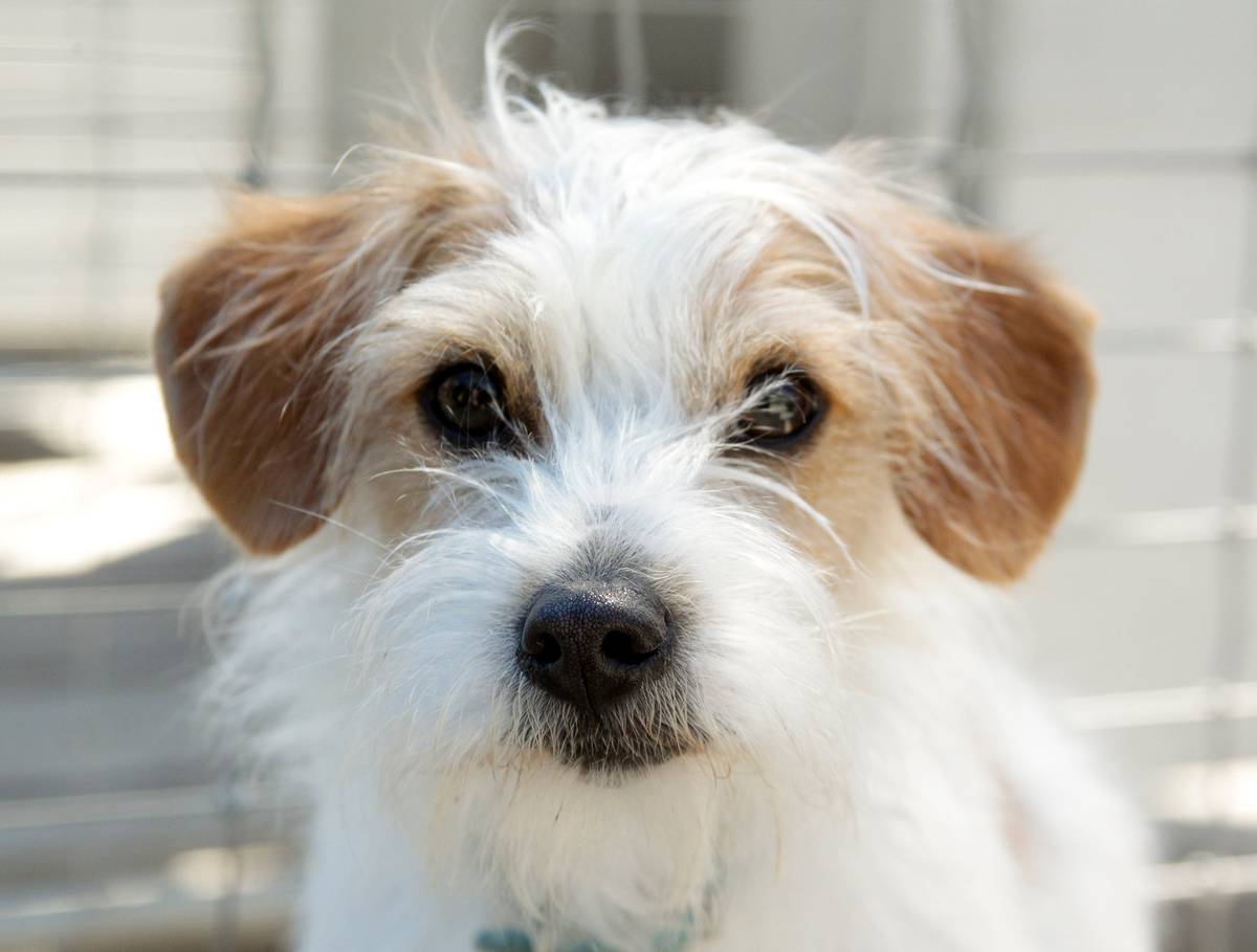 Firefighters Called Dog Stuck Under Shipping Container And Cat