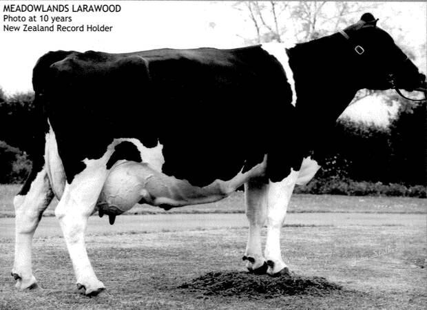 Meadowlands Larawood VG88 was a New Zealand record holder for milk production. Photo / Supplied