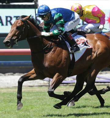 Racing Sultan Of Swing Hits Rhythm Nz Herald
