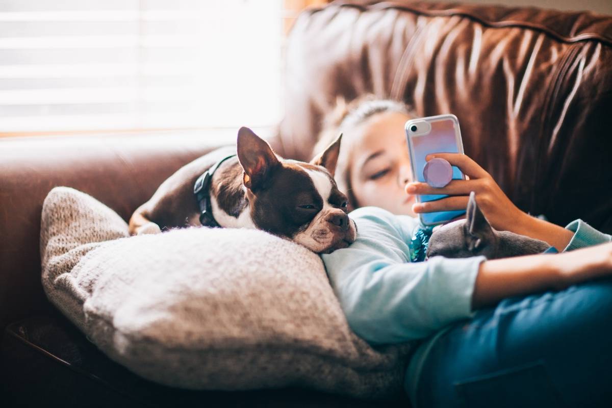 Covid 19 Coronavirus How To Cure Your Dog S Cabin Fever Nz Herald