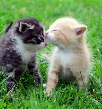 Most Popular Kitten Names Revealed Nz Herald