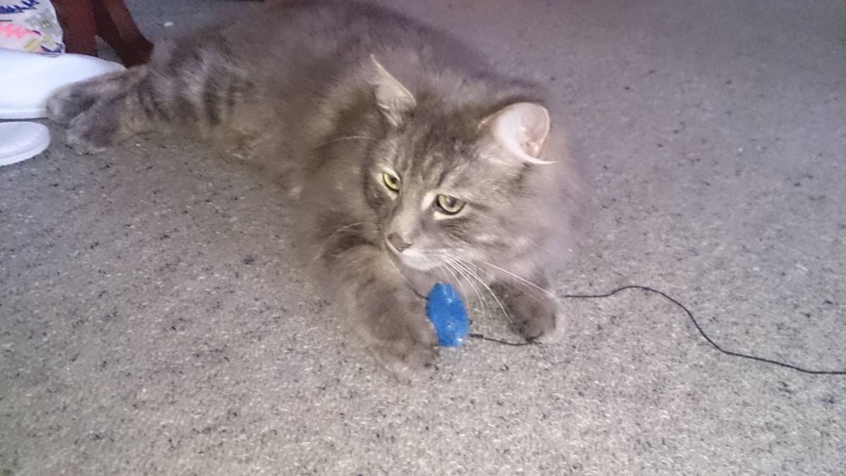 Missing Cats A Mystery Nz Herald