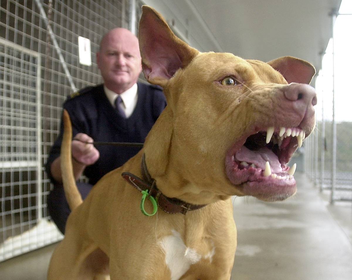 Gone To The Dogs How To Stop The Attacks Nz Herald