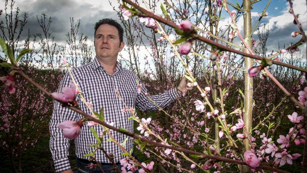 Paul Paynter of the Yummy Fruit Company with threatened apple trees in Hastings. Photo / Paul Taylor