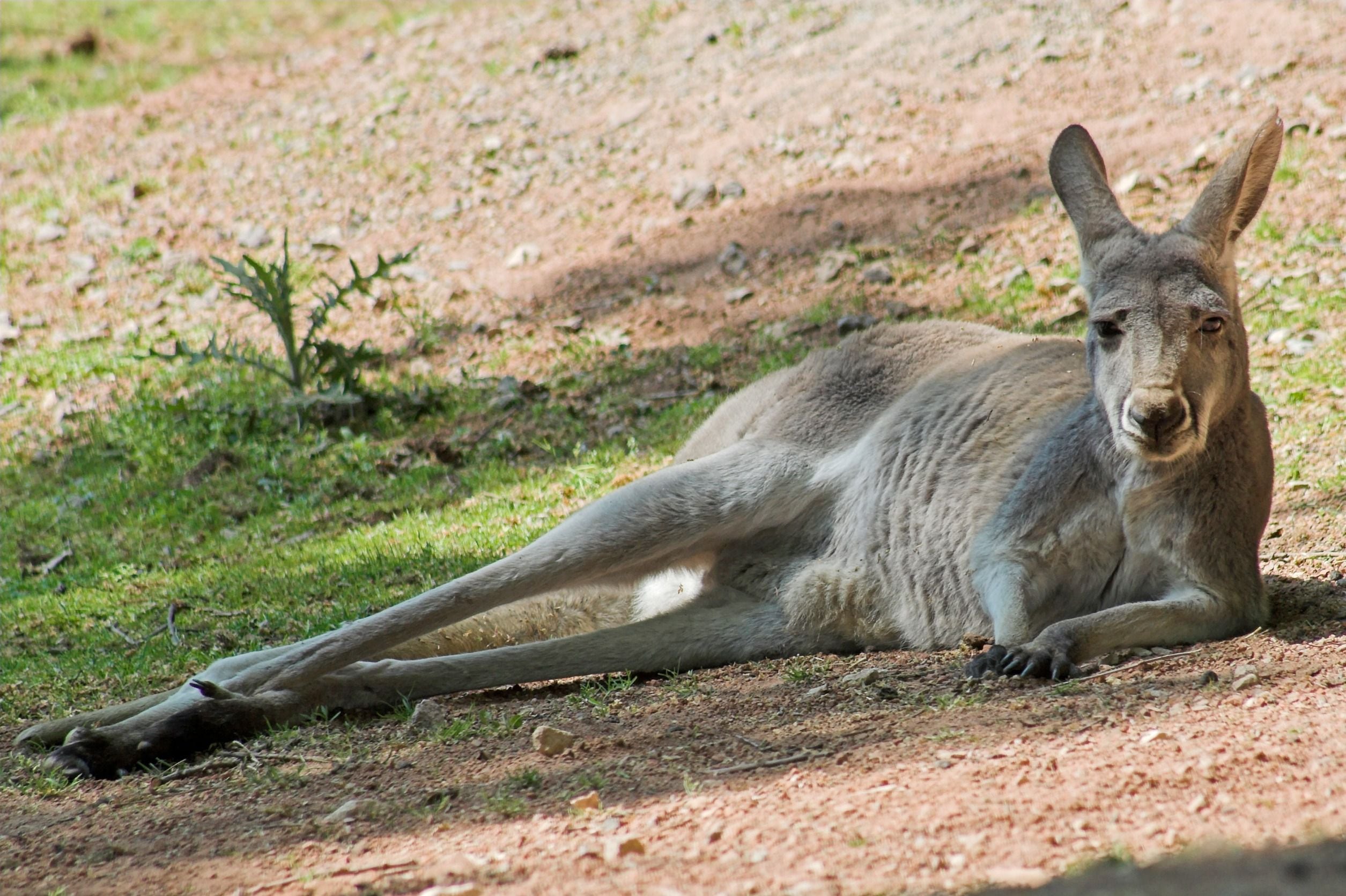 激レア!新品未使用デッドストック カンタベリーCanterburyオーストラリア 公式】ヘッドギア｜カンタベリー公式ストア
