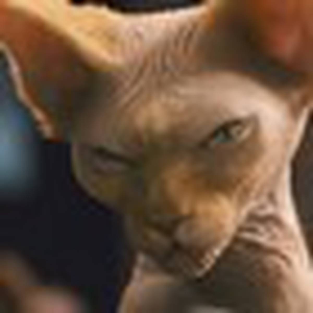Movie Review I Cats And Dogs The Revenge Of Kitty Galore I