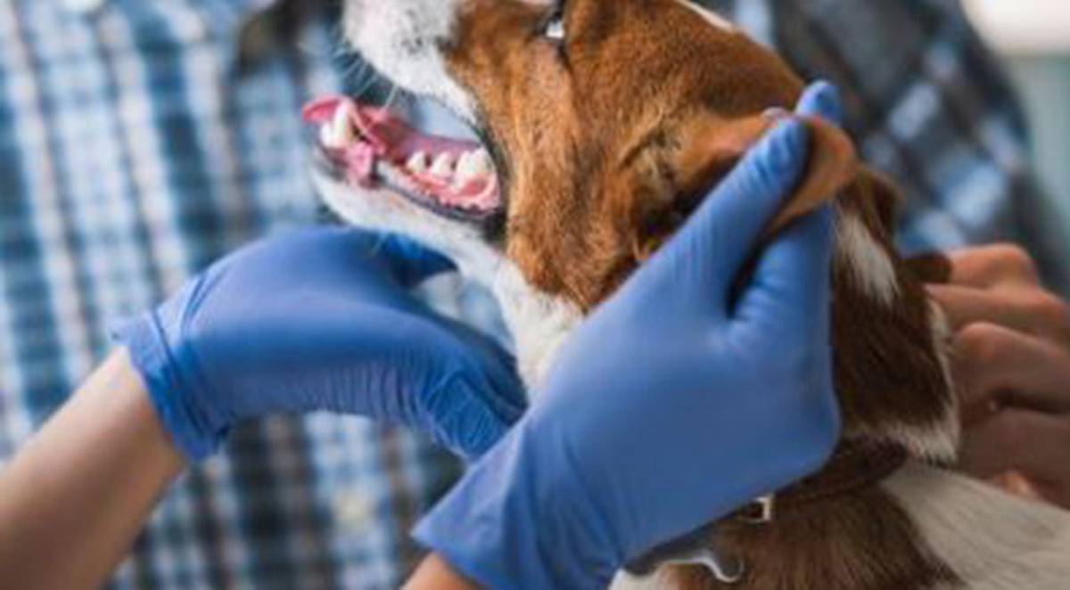Sydney Vet Reveals Owners Have Asked About Euthanising Pets Due To