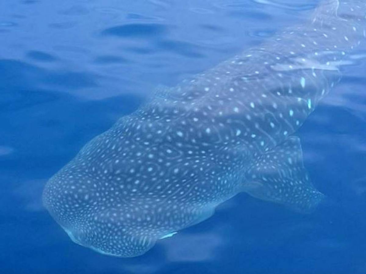 Unbelievably Rare World S Largest Fish Spotted In Tauranga