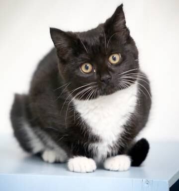 Cat Control Are Councils Too Wimpy To Do It Themselves Nz