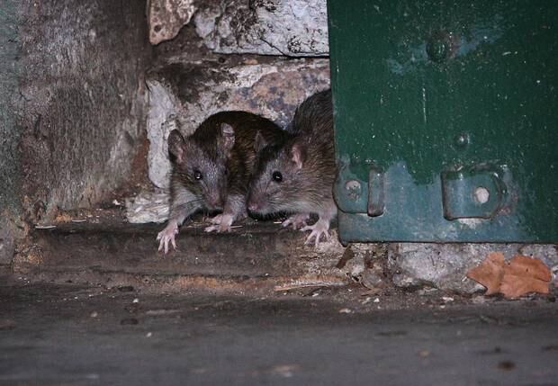 Rats On The Rampage In Inner City Growth Areas Nz Herald