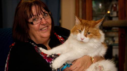 10kg Cat Just What Doctor Ordered Nz Herald