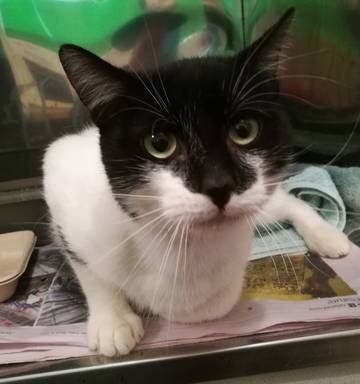 Whangarei S Spca Cats Ready For Adoption As Lockdown Rules Relax Nz Herald