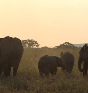How To Plan Your Life Changing But Expensive Safari Nz Herald