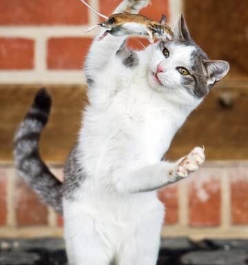 Cat Genes Hold Clue To Human Diseases Nz Herald