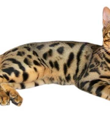 Complaints About Auckland Breeder S Noisy And Smelly Cats End In